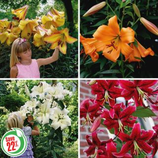 Giant Hybrid Lily Collection Thumbnail